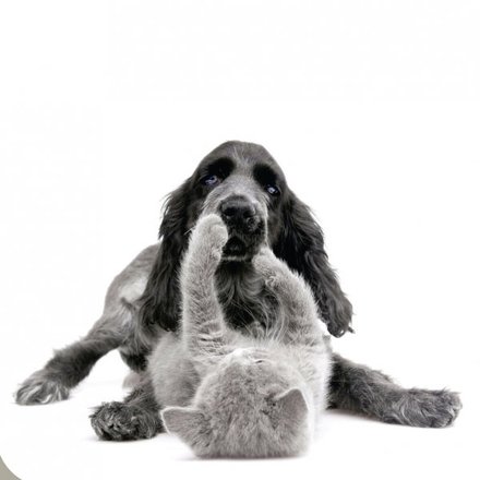 Podlahový sáčkový vysavač Rowenta RO 529521 Compacteo ergo (1)