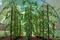 Fóliovník G21 200 x 400 x 200 cm, zelený (2)